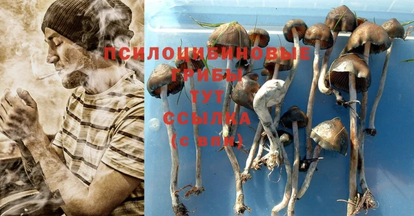 прущие грибы Нефтекумск